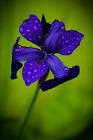 Paars-blauwe bloem na regenbui