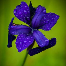 Bluish purple flower after heavy rain sur Jesse Meijers