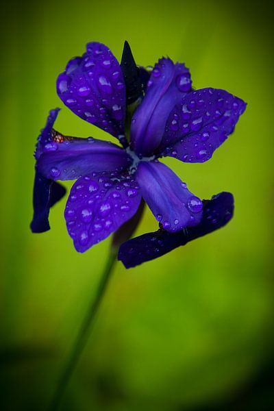 Paars-blauwe bloem na regenbui van Jesse Meijers