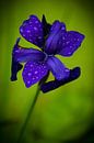 Paars-blauwe bloem na regenbui van Jesse Meijers thumbnail