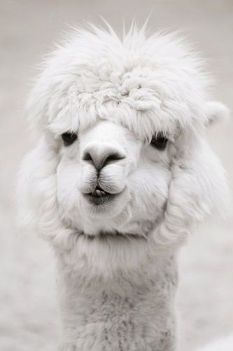 White Alpaca
