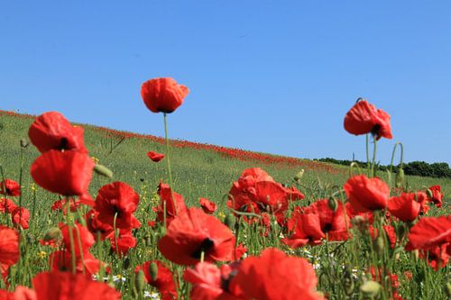 Champ de coquelicots
