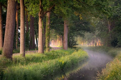 Un matin brumeux à Wijhe