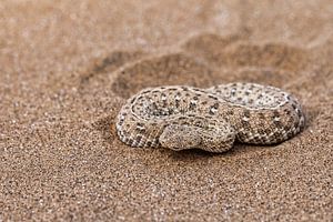 La vipère dans le désert de Namibie