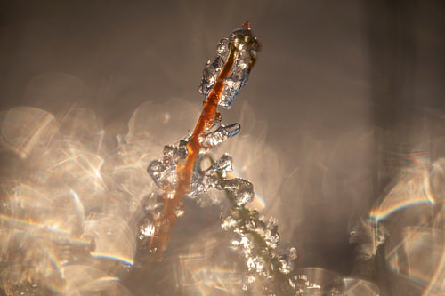 Gouden Vorst: Intieme Macrofotografie van IJskristallen in Warm Licht