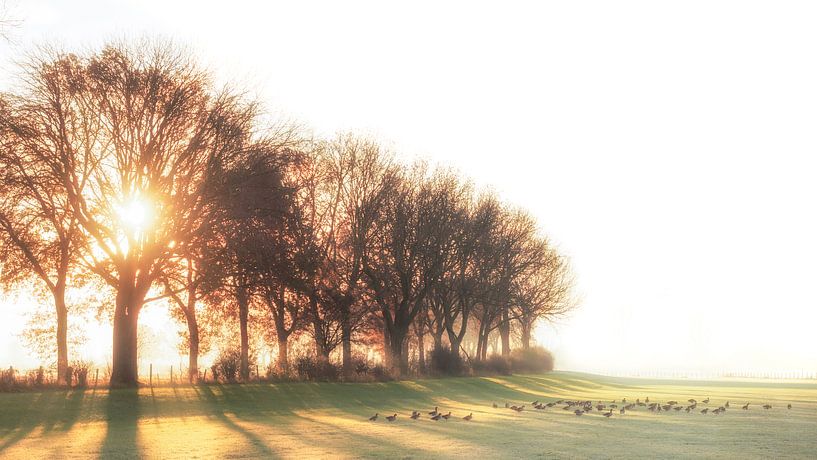 Morgensonne in den Maasheggen #2 von Lex Schulte