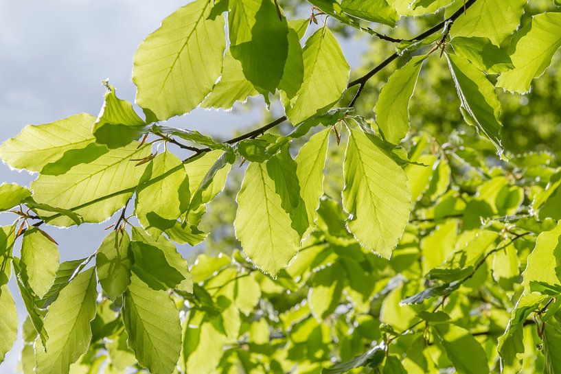 Feuillage dans la lumière du soleil par Achim Prill