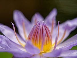 Seerose von Frits Schulte