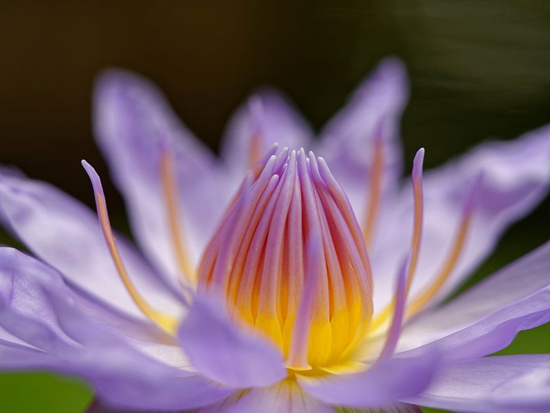 Waterlily by Frits Schulte