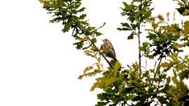 Graspieper von Robert Bennema