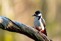 Great spotted woodpecker