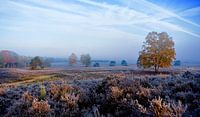Kleurrijke morgen