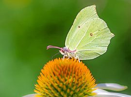 Macro of a lemon butterfly butterfly by ManfredFotos