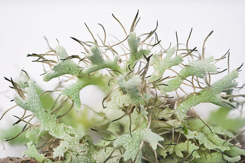 Physcia, vingermos met tentakels