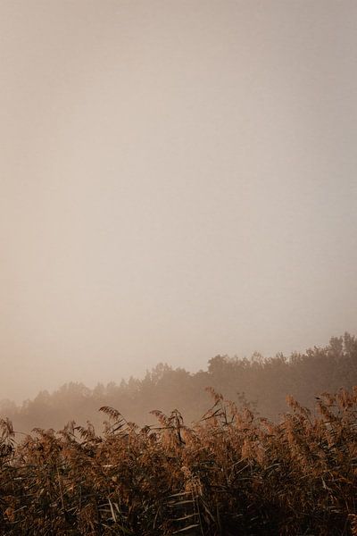 Schilf und Bäume an einem nebligen Herbstmorgen von Oog in Oog Fotografie