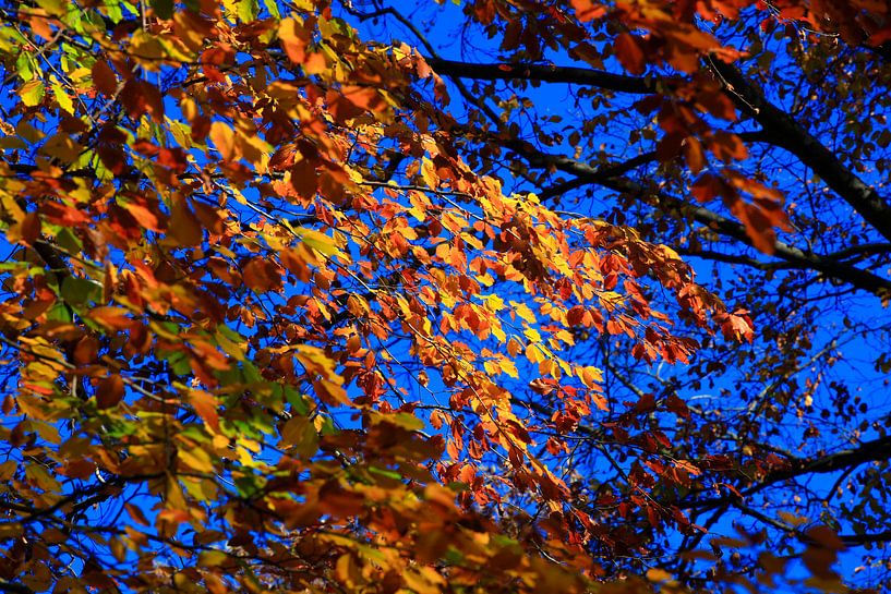 Buche von Thomas Jäger