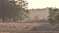 Paysage de velours
