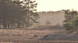 Samtige Landschaft von Jolanda Stam
