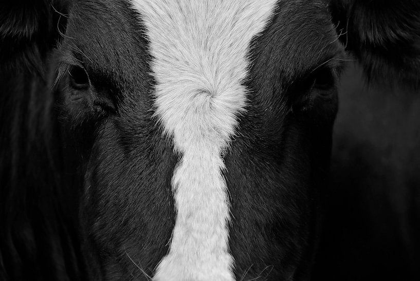 Kuh-Gesicht von Kirsten Warner