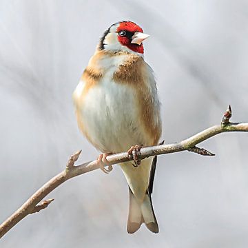 Putter kijkt naar rechts van Fotografie Jeronimo