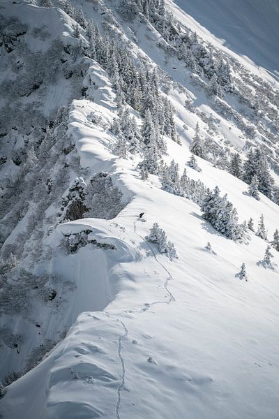 Winter wonderland in the Allgäu with a chamois on your way by Leo Schindzielorz