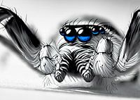 Spider