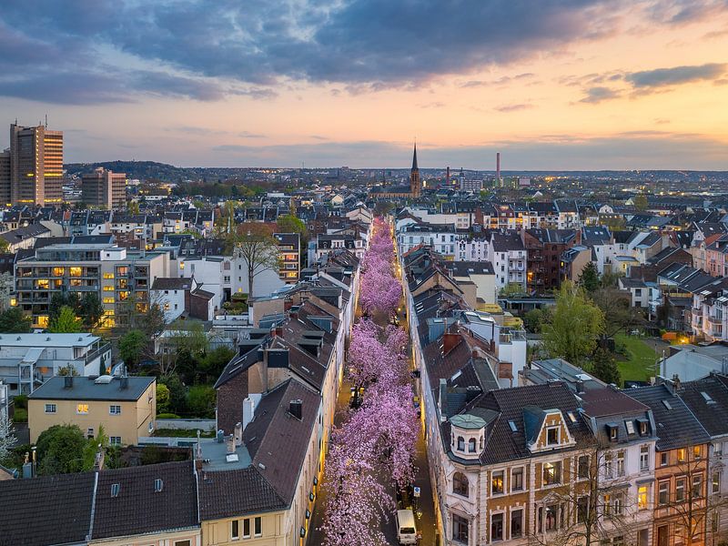 Kersenbloesems in Bonn, Duitsland van Michael Abid