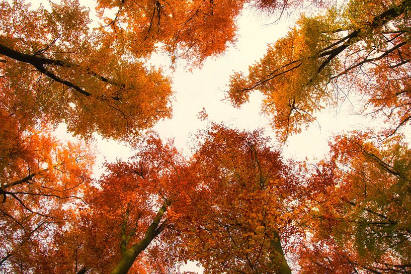 Herfstkleuren van Jessica Berendsen