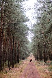 Scottish Highlander on the Veluwezoom by Geert van Atteveld