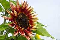Rode zonnebloem