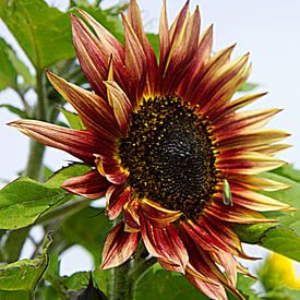 Rode zonnebloem von Mirjam Hartog