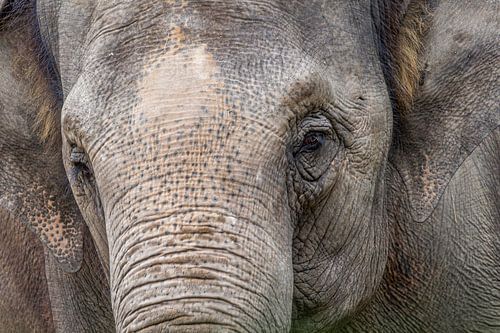 Portrait éléphant Irma