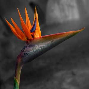 Strelitzia Reginae ofwel Paradijsvogelbloem 2