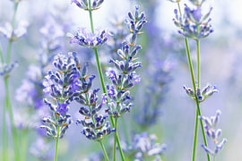 Lavender Morning Mist by Gayane Nakada