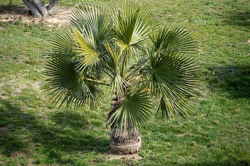Brahea-Palme