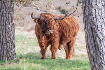 Schotse hooglander in het Deelerwoud van Merijn Loch