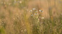 Margrieten in 't veld (1)