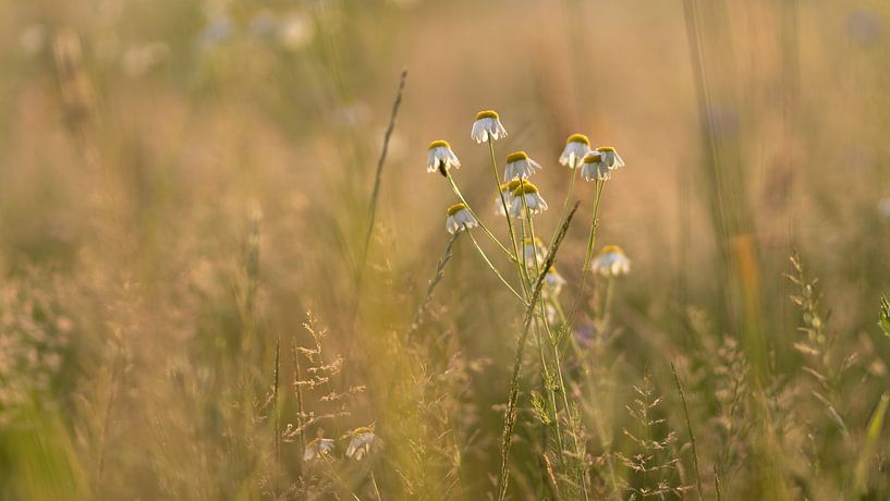 Margueriten auf dem Feld (1) von P Leydekkers - van Impelen