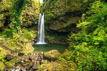 Waterval in Morne Trois Pitons National Park, Dominica van Peter Schickert