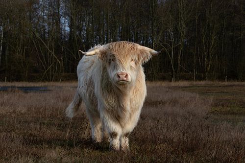 witte schotse hooglander met donkdere achtergrond