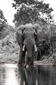 Afrikanischer Elefant von merle van de laar