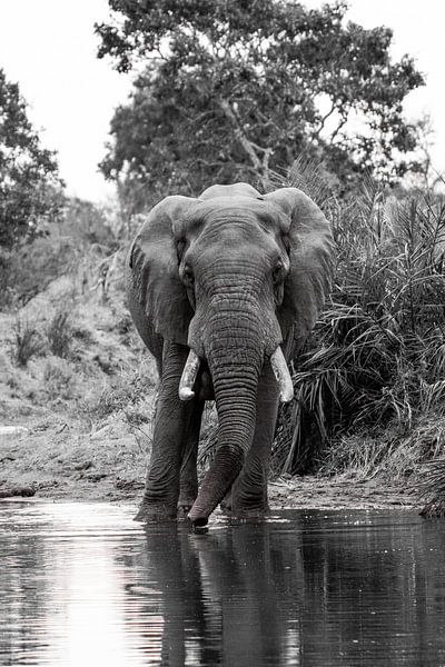 African elephant by merle van de laar