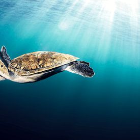 Blauwe drift, zeeschildpad van LISA DC