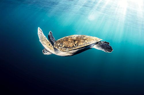 Blaue Strömung, Meeresschildkröte