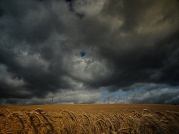 Cornfield van Lex Schulte