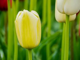 Yellow Tulip