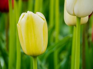 Gelbe Tulpe