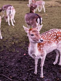 Deer with Character - no. 3 Thinker by Deborah de Meijer