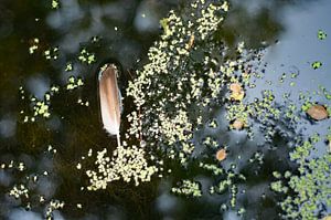 Léger comme une plume, flottant dans l'eau parmi les lentilles d'eau.