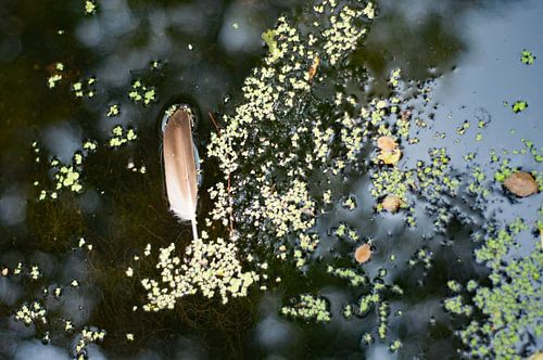 Featherlight, feather in water